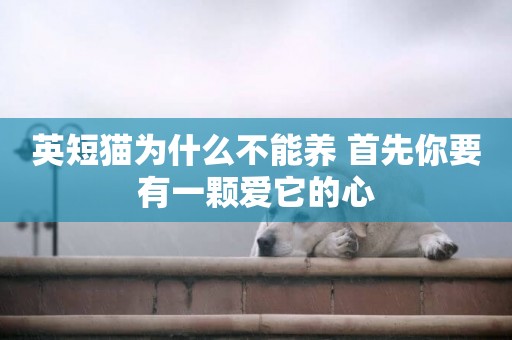 英短貓為什么不能養 首先你要有一顆愛它的心