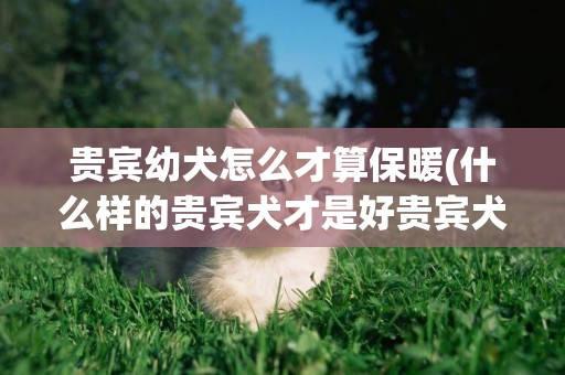 貴賓幼犬怎么才算保暖(什么樣的貴賓犬才是好貴賓犬)