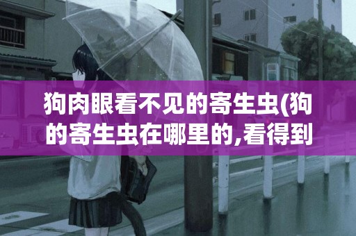 狗肉眼看不見的寄生蟲(狗的寄生蟲在哪里的,看得到嗎)