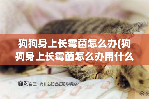 狗狗身上長霉菌怎么辦(狗狗身上長霉菌怎么辦用什么藥)
