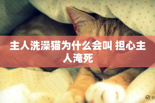 主人洗澡貓為什么會叫 擔心主人淹死