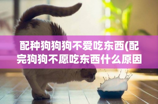 配種狗狗狗不愛吃東西(配完狗狗不愿吃東西什么原因)