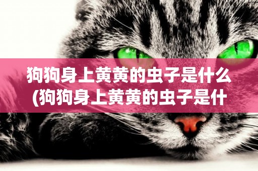 狗狗身上黃黃的蟲子是什么(狗狗身上黃黃的蟲子是什么蟲)