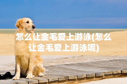怎么讓金毛愛上游泳(怎么讓金毛愛上游泳呢)