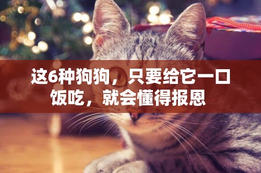 這6種狗狗，只要給它一口飯吃，就會懂得報恩 