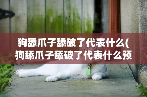 狗舔爪子舔破了代表什么(狗舔爪子舔破了代表什么預兆)