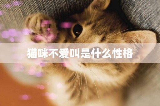 貓咪不愛叫是什么性格