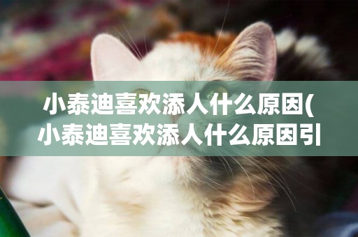小泰迪喜歡添人什么原因(小泰迪喜歡添人什么原因引起的)