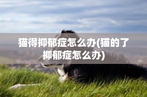 貓得抑郁癥怎么辦(貓的了抑郁癥怎么辦)
