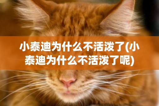 小泰迪為什么不活潑了(小泰迪為什么不活潑了呢)
