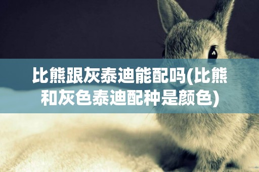 比熊跟灰泰迪能配嗎(比熊和灰色泰迪配種是顏色)