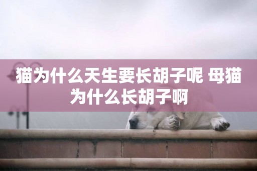 貓為什么天生要長胡子呢 母貓為什么長胡子啊