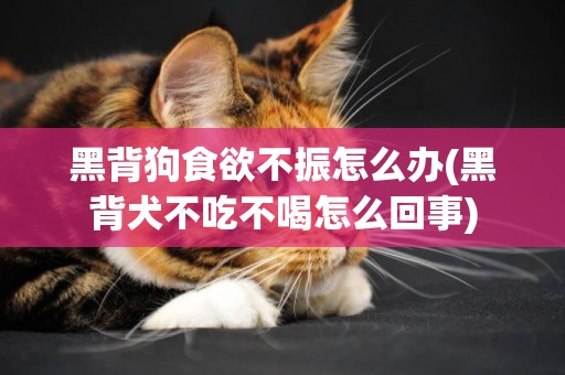 黑背狗食欲不振怎么辦(黑背犬不吃不喝怎么回事)