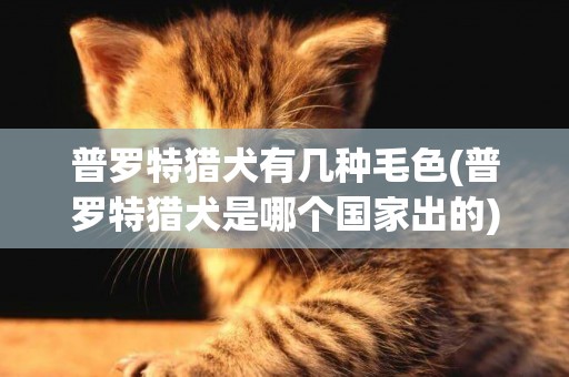 普羅特獵犬有幾種毛色(普羅特獵犬是哪個國家出的)