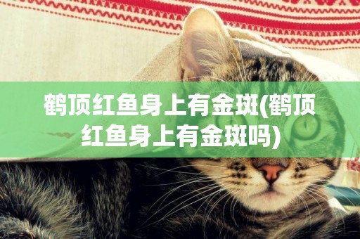 鶴頂紅魚身上有金斑(鶴頂紅魚身上有金斑嗎)