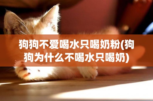 狗狗不愛喝水只喝奶粉(狗狗為什么不喝水只喝奶)