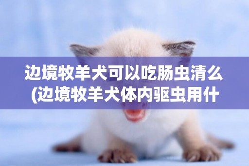 邊境牧羊犬可以吃腸蟲清么(邊境牧羊犬體內驅蟲用什么好)