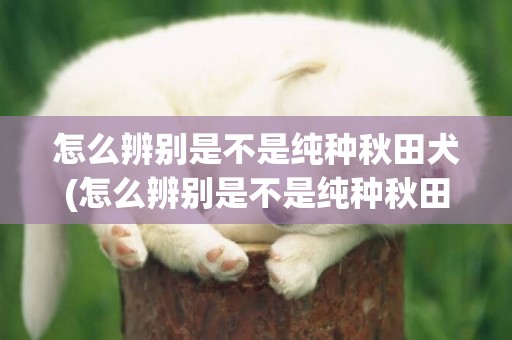 怎么辨別是不是純種秋田犬(怎么辨別是不是純種秋田犬幼犬)