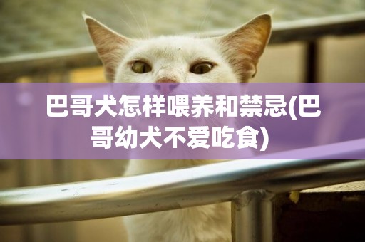 巴哥犬怎樣喂養和禁忌(巴哥幼犬不愛吃食) 