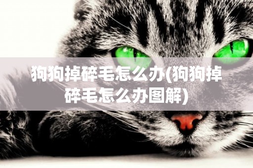 狗狗掉碎毛怎么辦(狗狗掉碎毛怎么辦圖解)