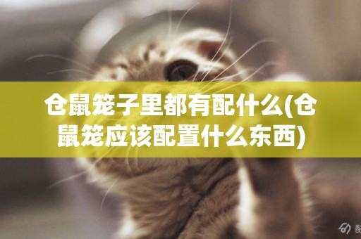 倉鼠籠子里都有配什么(倉鼠籠應該配置什么東西)