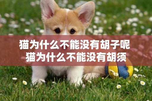 貓為什么不能沒有胡子呢 貓為什么不能沒有胡須