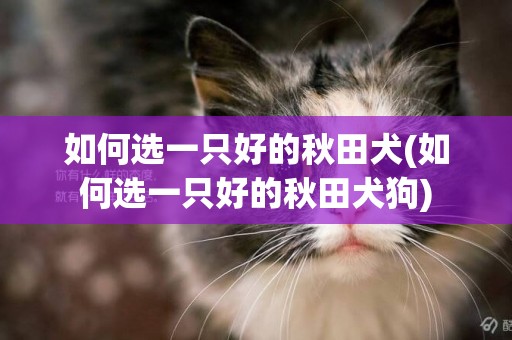 如何選一只好的秋田犬(如何選一只好的秋田犬狗)