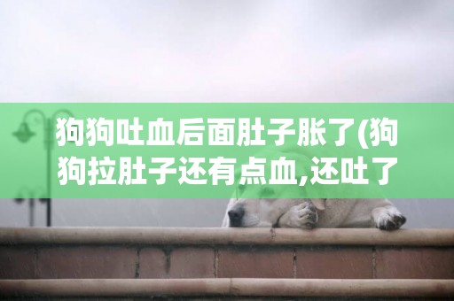 狗狗吐血后面肚子脹了(狗狗拉肚子還有點血,還吐了,但精神很好)