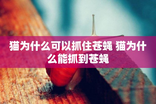 貓為什么可以抓住蒼蠅 貓為什么能抓到蒼蠅