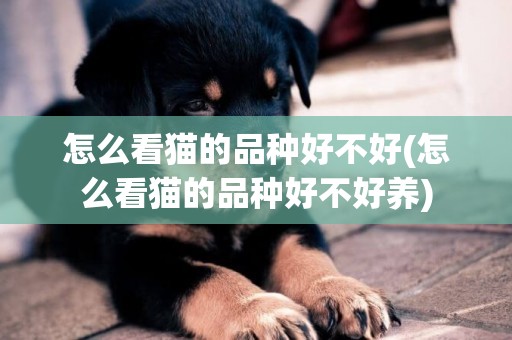 怎么看貓的品種好不好(怎么看貓的品種好不好養)