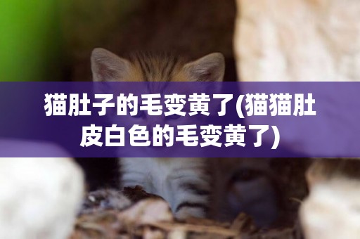 貓肚子的毛變黃了(貓貓肚皮白色的毛變黃了)