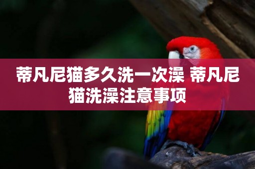 蒂凡尼貓多久洗一次澡 蒂凡尼貓洗澡注意事項