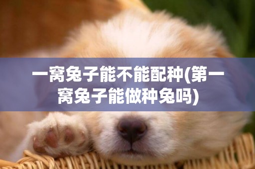 一窩兔子能不能配種(第一窩兔子能做種兔嗎)