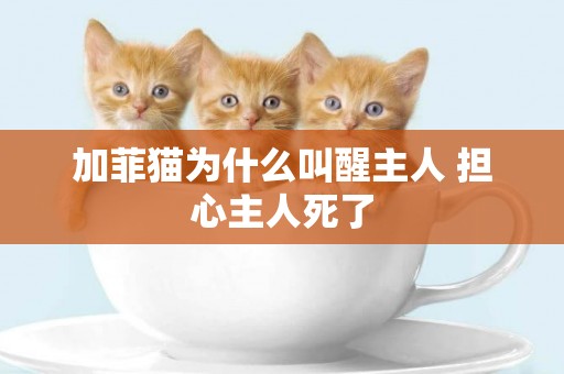 加菲貓為什么叫醒主人 擔心主人死了