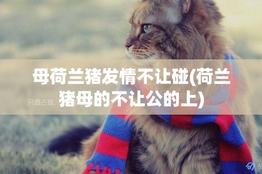 母荷蘭豬發情不讓碰(荷蘭豬母的不讓公的上)