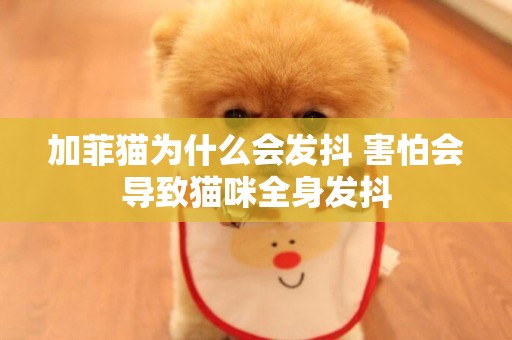 加菲貓為什么會發抖 害怕會導致貓咪全身發抖
