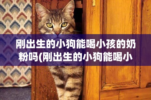 剛出生的小狗能喝小孩的奶粉嗎(剛出生的小狗能喝小孩的奶粉嗎怎么喂)