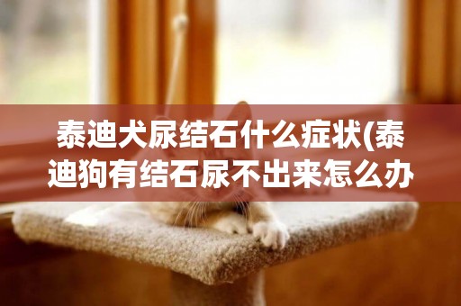 泰迪犬尿結石什么癥狀(泰迪狗有結石尿不出來怎么辦)