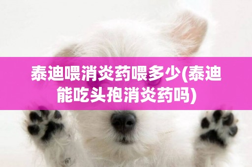 泰迪喂消炎藥喂多少(泰迪能吃頭孢消炎藥嗎)