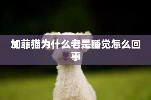 加菲貓為什么老是睡覺怎么回事