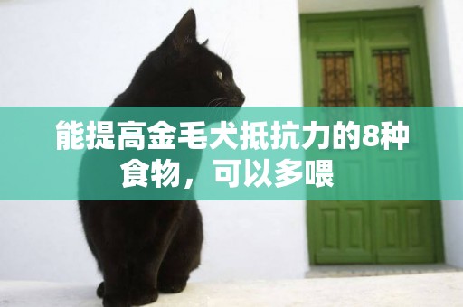 能提高金毛犬抵抗力的8種食物，可以多喂 