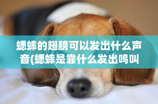 蟋蟀的翅膀可以發出什么聲音(蟋蟀是靠什么發出鳴叫聲的翅膀)
