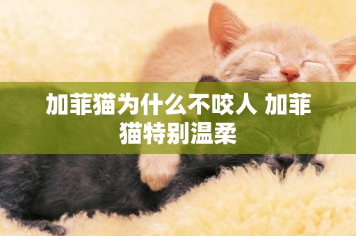 加菲貓為什么不咬人 加菲貓特別溫柔
