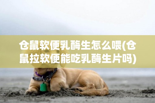 倉鼠軟便乳酶生怎么喂(倉鼠拉軟便能吃乳酶生片嗎)