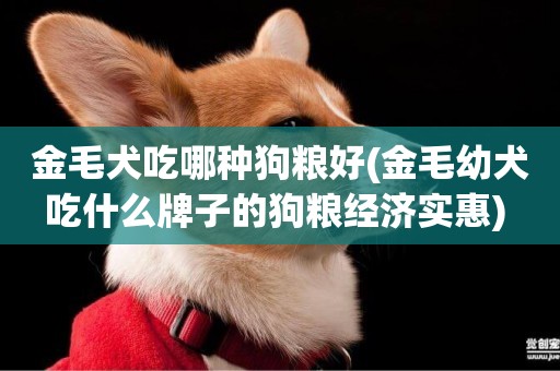 金毛犬吃哪種狗糧好(金毛幼犬吃什么牌子的狗糧經濟實惠) 