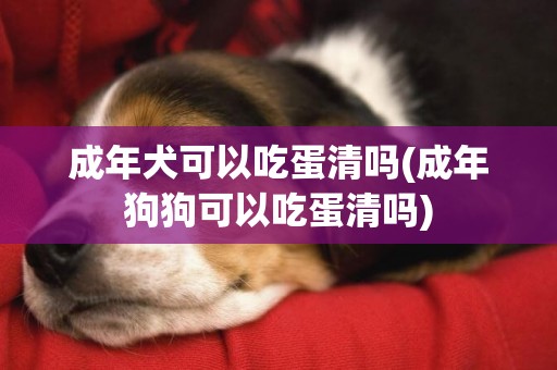 成年犬可以吃蛋清嗎(成年狗狗可以吃蛋清嗎)