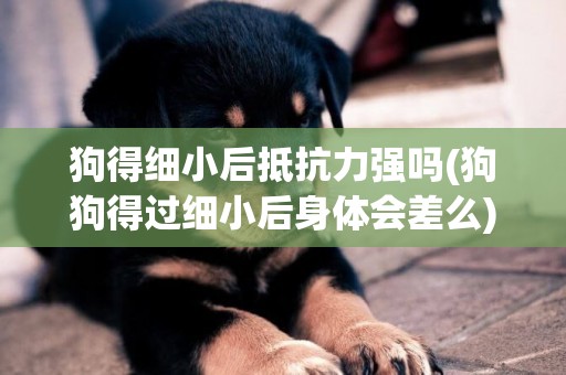 狗得細小后抵抗力強嗎(狗狗得過細小后身體會差么)
