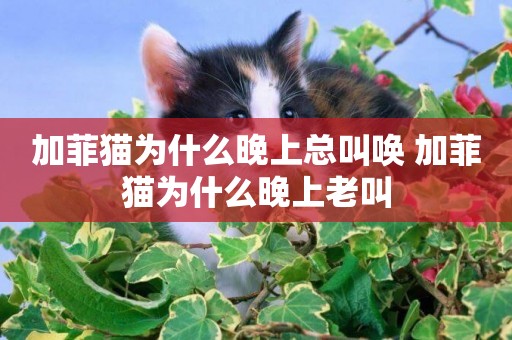 加菲貓為什么晚上總叫喚 加菲貓為什么晚上老叫
