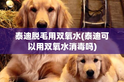 泰迪脫毛用雙氧水(泰迪可以用雙氧水消毒嗎)