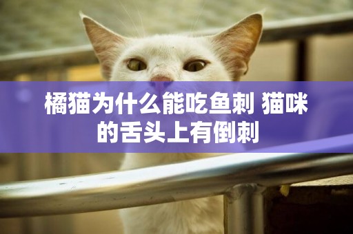 橘貓為什么能吃魚刺 貓咪的舌頭上有倒刺